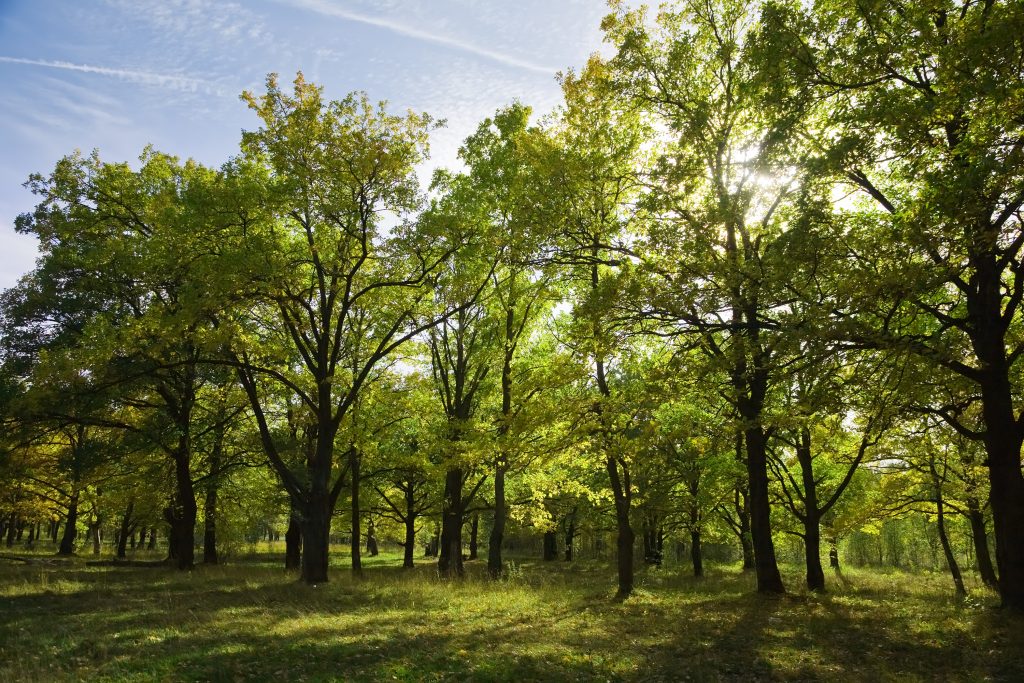Ein Friedwald mit Sonnenschein. Grüner und schöner Rasen erstreckt sich über den Boden.
