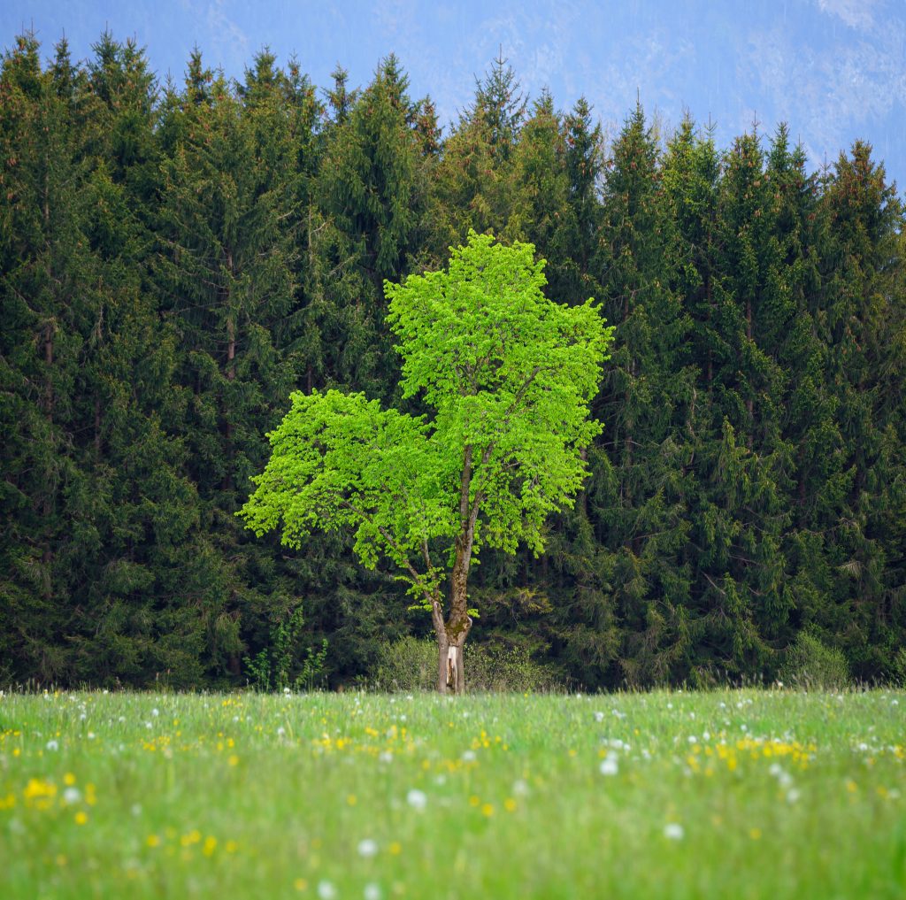 Ein schöner, grüner Baum auf einer Weide. Im Hintergrund ist ein Wald zu sehen. Tree of Life.