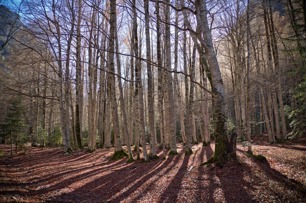 Trifelsruhe im Pfälzerwald.