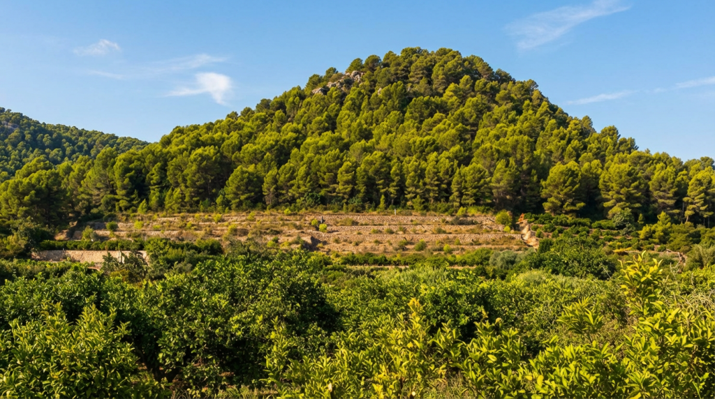 Olivenhain mit vielen Bäumen auf einem Berg in sonniger Kulisse